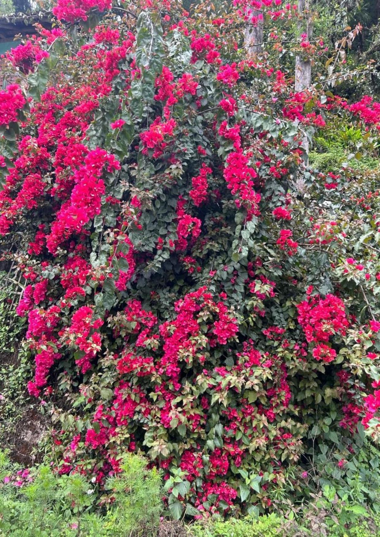 Silk Route Lingtam Resort 외부 사진